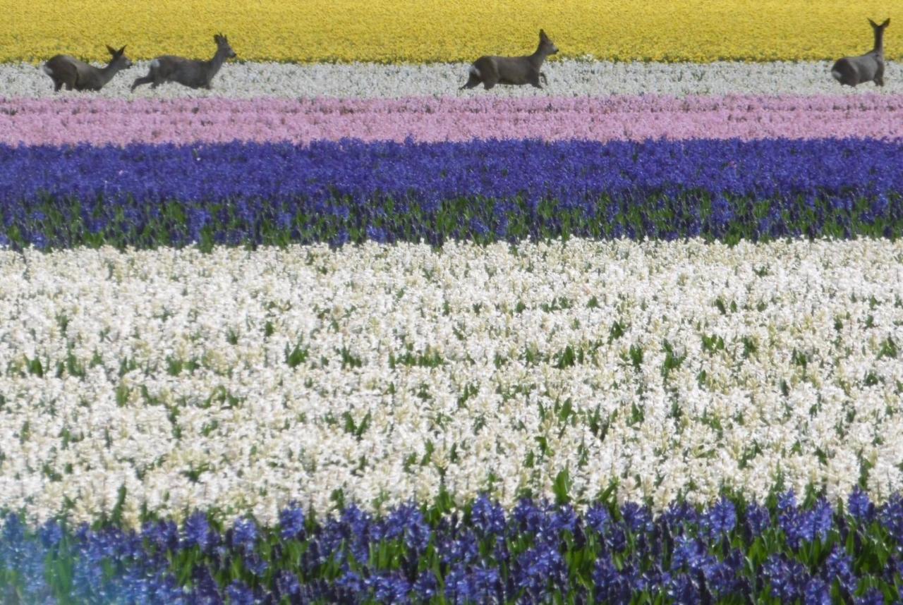Vila Klein Langeveld Noordwijkerhout Exteriér fotografie